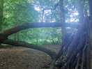 In the woods.