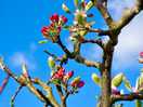 The apple blossom in the orchard