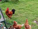 Farm animals