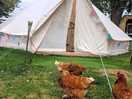 The chickens like to come and say hello