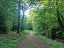Epping forest