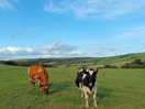 And some company :)