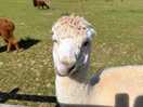 Alpaca