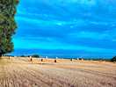 The field next door