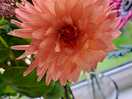 Purdy flower