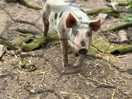 Pigs