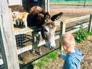 Lovely animals just across from us to go see each day