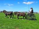 Pembrokeshire show