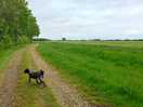 Dog walks