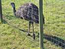 Emi the emu