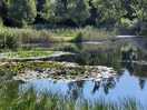 The fishing pond