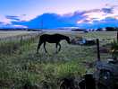 The next field over has horses and deer