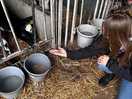 Tworking farm with a 4 day old calf