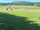 Dog park