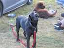 Dog friendly