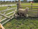 Witnessed sheep given birth