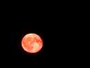 Buck moon