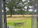 Resident cows