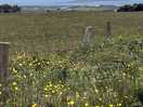 Lovely view of the countryside, ocean and mutton island