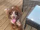 Bertie on the decking