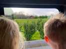 Watching rabbits from the window