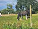 Horses