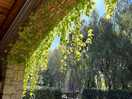 Vines