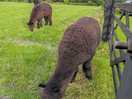 Llamas