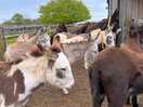 Donkey sanctuary