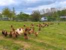 Chickens