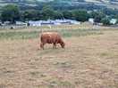 Highland cows