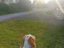A dogs life