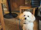 Ralph was loving the attention from the staff