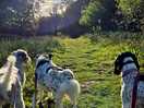 The dog walk on site