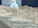 Seagull