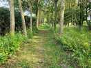 Woodland dog walk