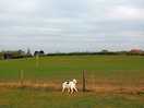 Enclosed dog exercise field
