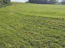 Hill