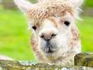 Hello