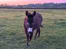 One of the donkeys in a nice field