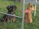 Dogs under control