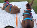 Dogs making themselves comfortable