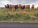 The locals