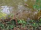 Ducks
