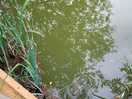 Fish at wheathill campsite