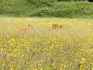 Very blurry from the zoom - but some deer!