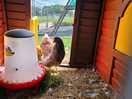 Lovely chickens on site