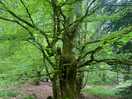 Tree in evanton wood