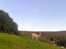 Alpacas