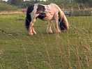 The gils loves the horses in the next field